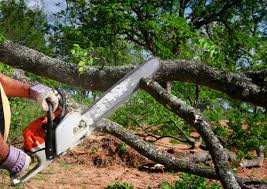 Trusted Federal Way, WA Tree Services Experts